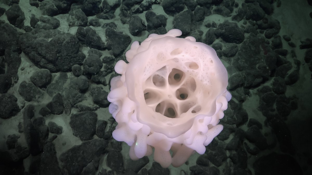 SchmidtOcean's tweet image. Sponges may be one of the most &quot;primitive&quot; multicellular animals, but their mechanisms for filter feeding are a wonder to behold. Here&apos;s an appreciation post for their critical contributions to reef ecology. Read more about these beauties at schmidtocean.org/cruise-log-pos…