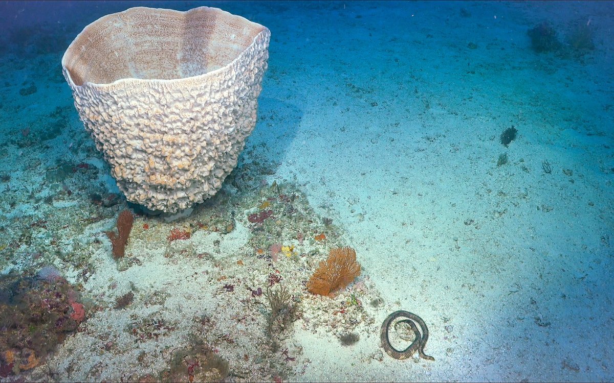 SchmidtOcean's tweet image. Sponges may be one of the most &quot;primitive&quot; multicellular animals, but their mechanisms for filter feeding are a wonder to behold. Here&apos;s an appreciation post for their critical contributions to reef ecology. Read more about these beauties at schmidtocean.org/cruise-log-pos…