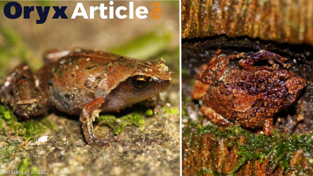 Happy #WorldFrogDay! 🐸

This is the perfect day to have a read of Barata et al.'s recent article using acoustic survey data to generate the first population estimates of two Critically Endangered #frogs in Madagascar! 🇲🇬

Check it out here: doi.org/j3h3