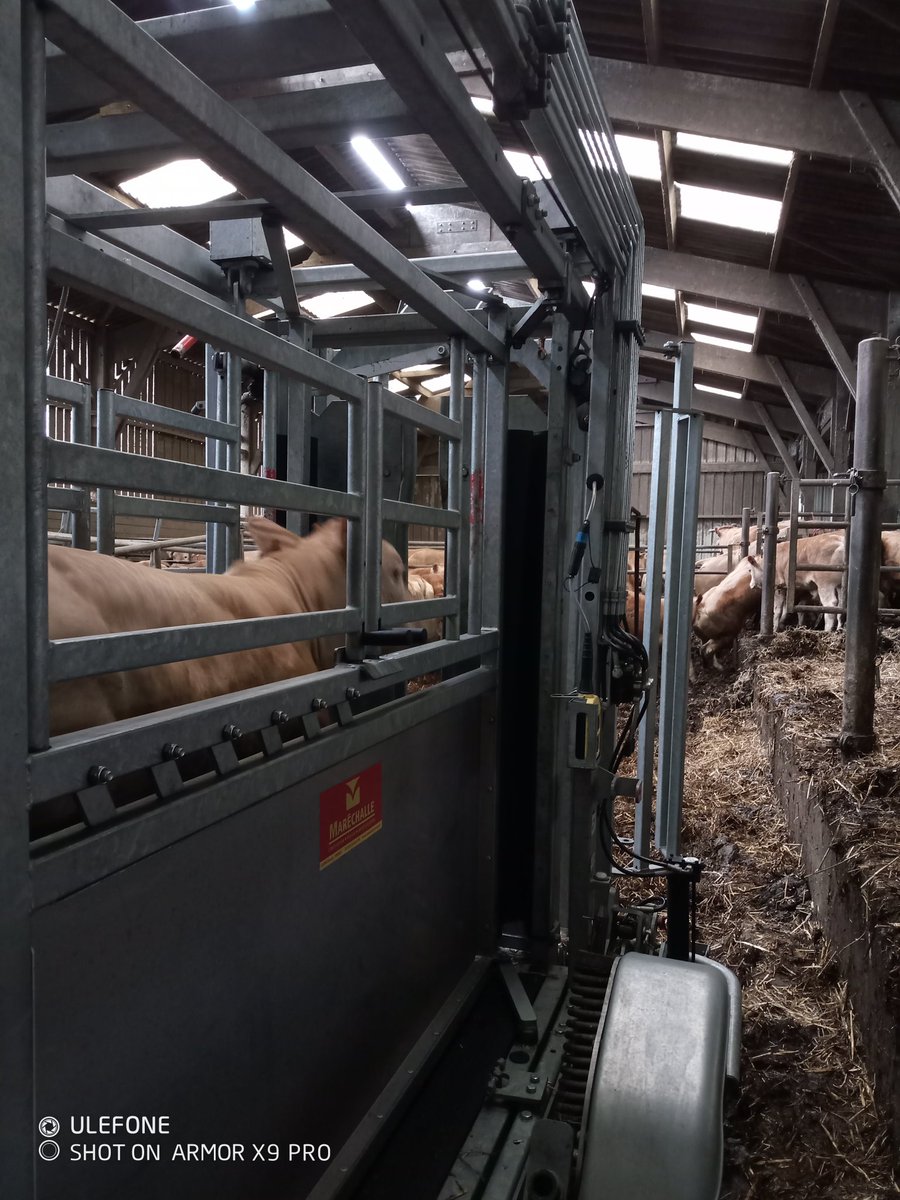 alexandre123698's tweet photo. 350kg à 6mois, on est bien! #capousse #ceuxquifontlaviande https://t.co/Khq7fb6Kpv