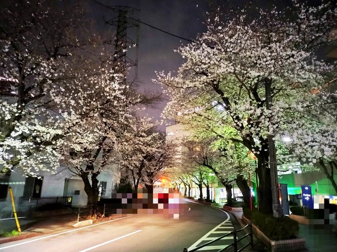 #夜桜四重奏(ヨザクラカルテット) in #聖蹟桜ヶ丘 。駅からすぐ近くです。 