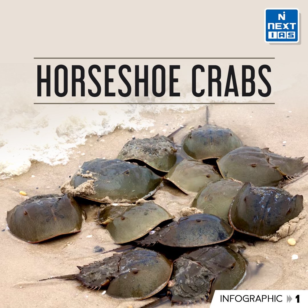 NEXTIAS_Delhi's tweet photo. Daily Infographics (20-03-2023)
Topic: Horseshoe Crabs
For more infographics: https://t.co/i4DwhmbGAv

#infographics #nextias #OdishaGovernment #protection #horseshoecrab #destructivefishing #waterarthropods #arthropods #prehistoric #conservationstatus #vulnerable #extinction https://t.co/18eNx1wUez