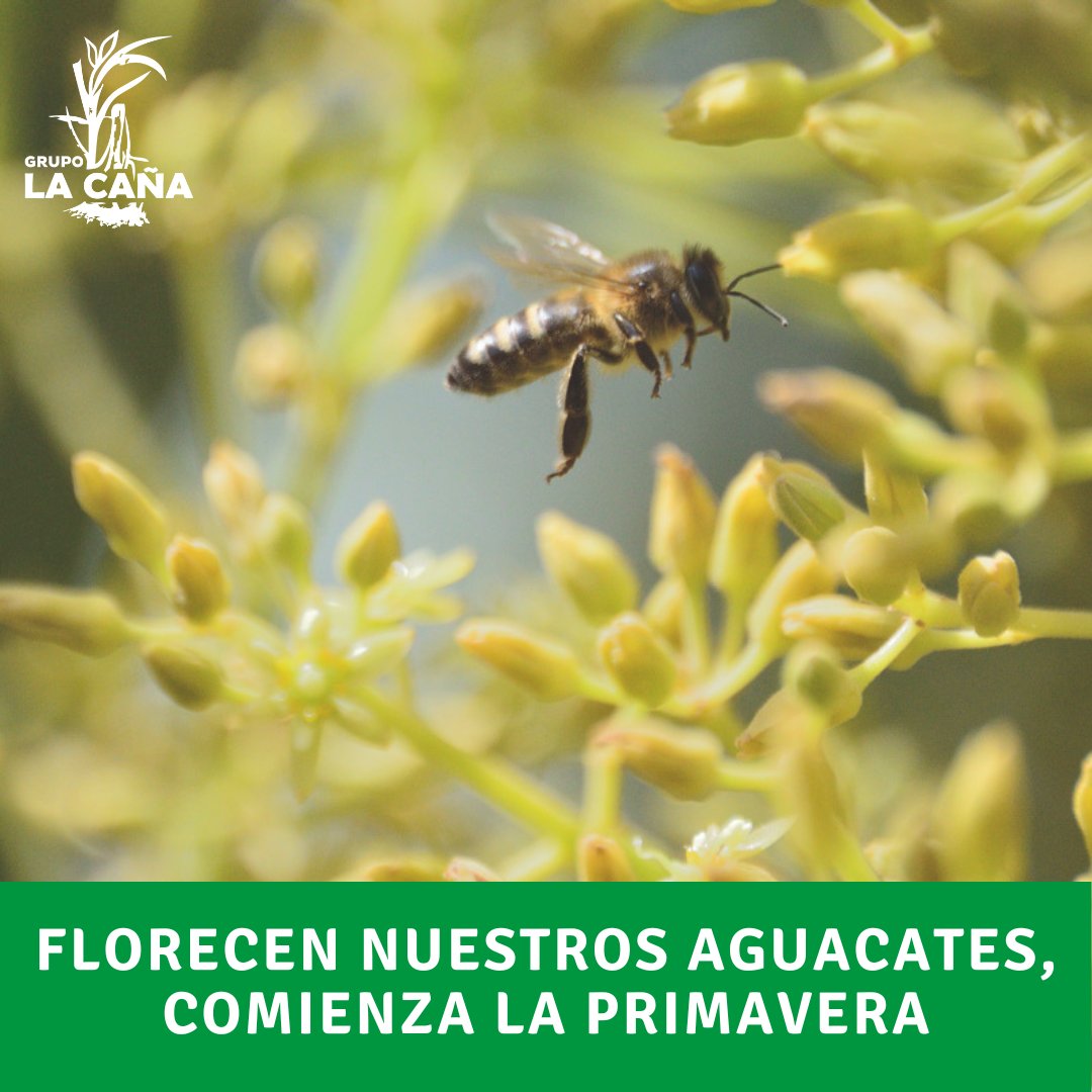 GrupoLaCaña (@grupolca) on Twitter photo ¡Comienza la primavera y nuestros árboles de aguacates ya comienzan a florecer! 🌱🌼🐞🧑🌾👨🌾🥑
Una bonita estación donde vuelven los días largos de sol, color y mucha alegría para que nuestros aguacates florezcan de la mejor manera para la #campañaaguacate. 
#BienvenidaPrimavera ¡Comienza la primavera y nuestros árboles de aguacates ya comienzan a florecer! 🌱🌼🐞🧑🌾👨🌾🥑
Una bonita estación donde vuelven los días largos de sol, color y mucha alegría para que nuestros aguacates florezcan de la mejor manera para la #campañaaguacate. 
#BienvenidaPrimavera