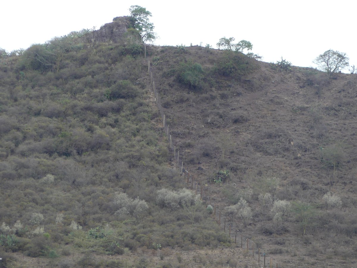 PhotosForTrees's tweet photo. The Power of Fences
#LandscapeEcology #wildlifefences #exclusionzones #elephantpressure #livestock #vegetationcover #Elementaita #TsavoEast #ecology #protectedareas https://t.co/3vbjMTK96o
