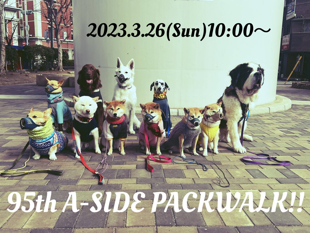a_side_dog_info's tweet image. 第95回ボインパックウォーク！参加者募集します！
(DBS AZUMIセッション受講者限定）

2023年3月26日10時〜

是非!

✨お申し込みはA-SIDE公式LINEの方にお願いします✨

#asidepackwalk
#aside
#dbsazumi
#ボインパックウォーク
#パックウォーク