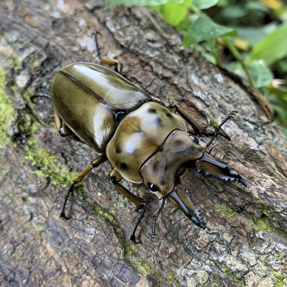 THYbeetles's tweet photo. Allotopus moellenkampi babai
馬場黃金鬼鍬形蟲 https://t.co/qgZONUP94X