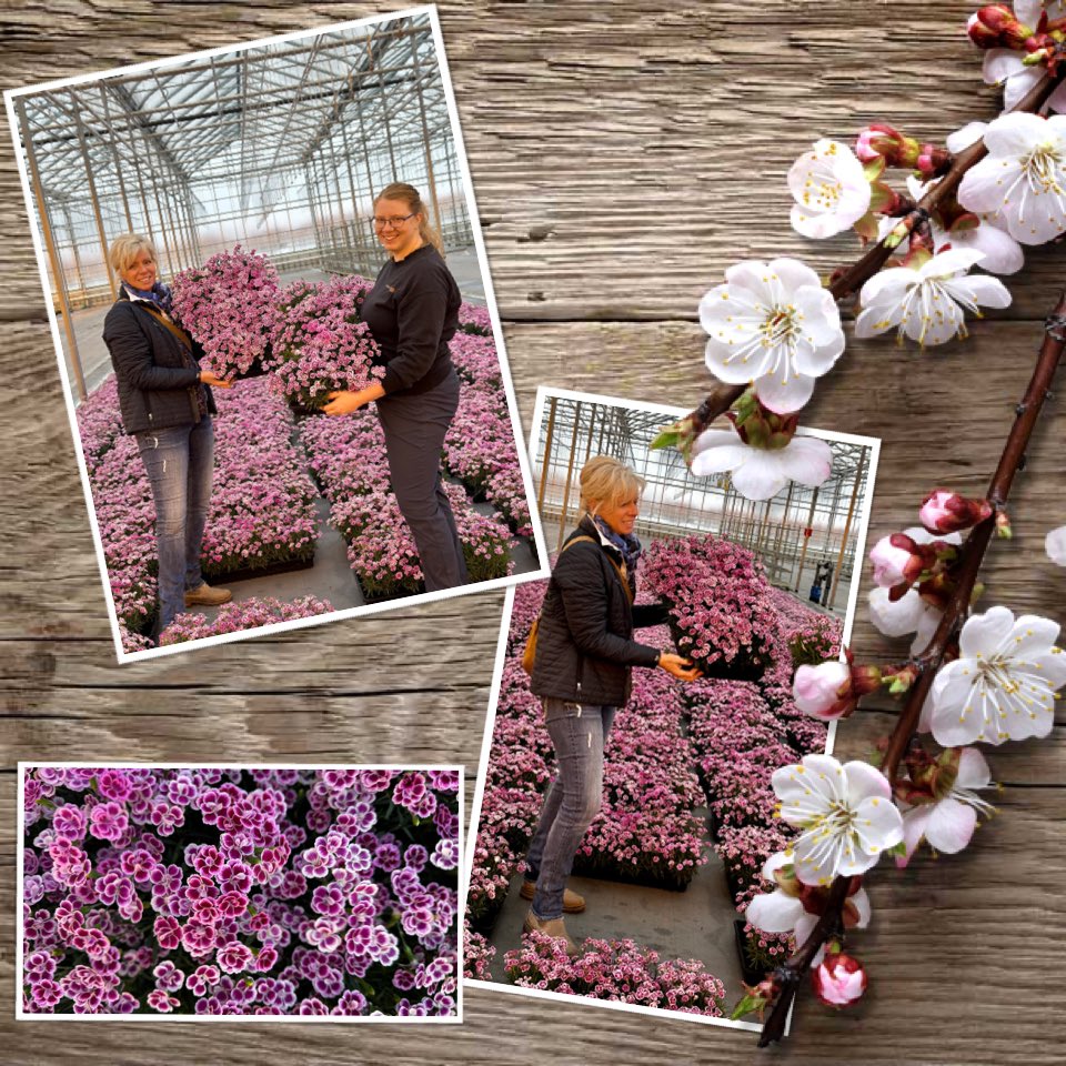 Tanya Carvalho (@tanyacbloomdiva) on Twitter photo Happy first day of spring! Let the colour begin! Start the season off with blooms that take you from February till November with carnations from <a href="/SelectaOneNA/">Selecta One</a> 🌸 #bloomdiva #spring #FirstDayofSpring #carnations #dianthus #blooms Happy first day of spring! Let the colour begin! Start the season off with blooms that take you from February till November with carnations from <a href="/SelectaOneNA/">Selecta One</a> 🌸 #bloomdiva #spring #FirstDayofSpring #carnations #dianthus #blooms