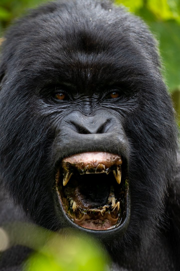 yuhi_the_great's tweet image. The more you learn about the dignity of the gorilla, the more you want to avoid people.
~ Dian Fossey

#photographylovers #ICP #gettyimage @KJSPhotography #photographyclasses #photographycourses #blackandwhitephotography #photography #photographicworkshops #icp #VisitRwanda