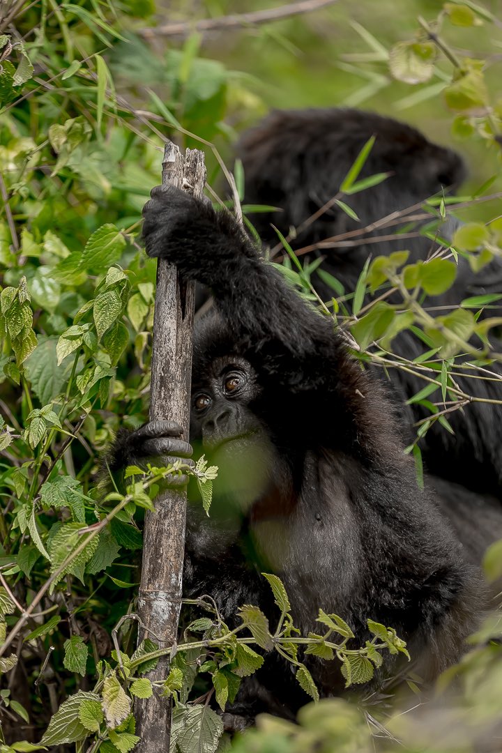 yuhi_the_great's tweet image. The more you learn about the dignity of the gorilla, the more you want to avoid people.
~ Dian Fossey

#photographylovers #ICP #gettyimage @KJSPhotography #photographyclasses #photographycourses #blackandwhitephotography #photography #photographicworkshops #icp #VisitRwanda
