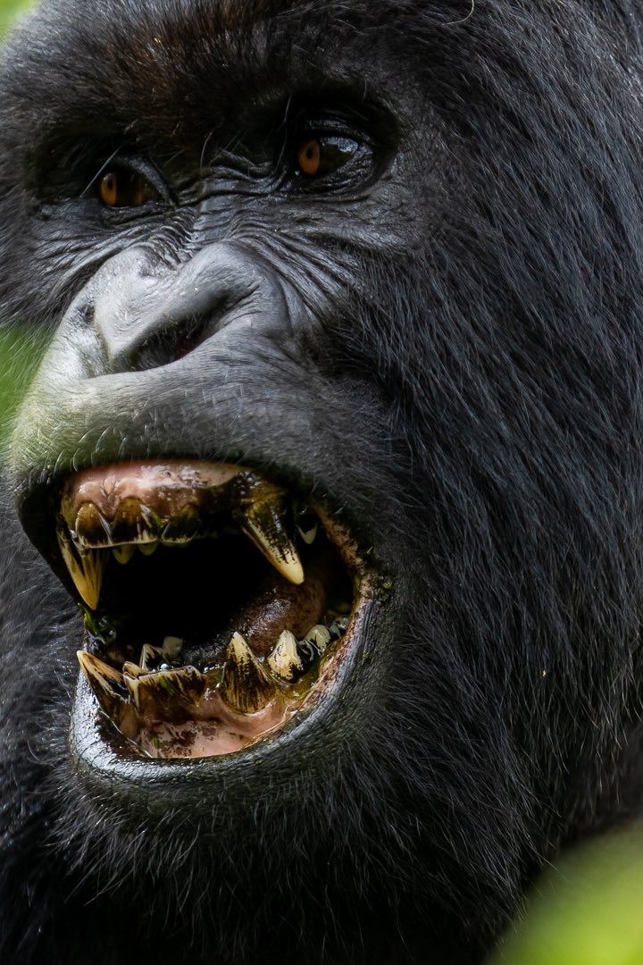 yuhi_the_great's tweet image. The more you learn about the dignity of the gorilla, the more you want to avoid people.
~ Dian Fossey

#photographylovers #ICP #gettyimage @KJSPhotography #photographyclasses #photographycourses #blackandwhitephotography #photography #photographicworkshops #icp #VisitRwanda