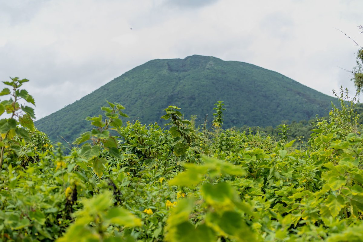 yuhi_the_great's tweet image. The more you learn about the dignity of the gorilla, the more you want to avoid people.
~ Dian Fossey

#photographylovers #ICP #gettyimage @KJSPhotography #photographyclasses #photographycourses #blackandwhitephotography #photography #photographicworkshops #icp #VisitRwanda