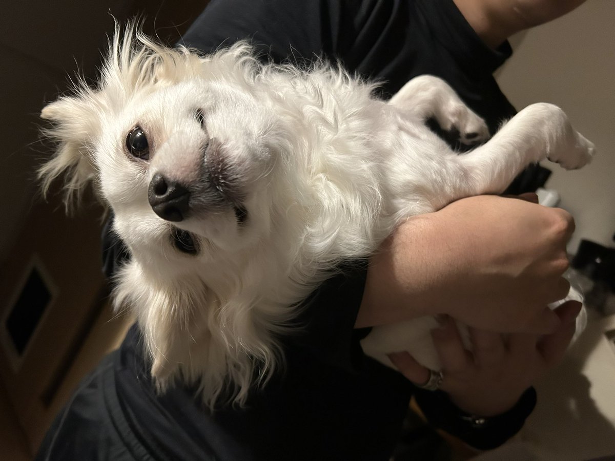 comcomcomg's tweet image. ねむいの