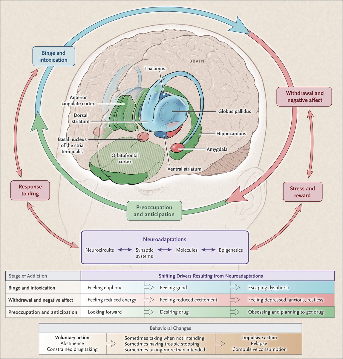 chrost_hugo's tweet photo. Stages of the Addiction Cycle.

Source: @NEJM

#neuroscience #MedTwitter https://t.co/YCjml6zLH6