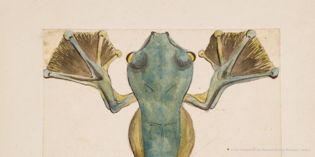 NHM_Tring's tweet photo. #WorldFrogDay The flying tree frog's extended limbs and webbed flow allow it to glide (or fly!) up to 50 feet, allowing them to travel from branch to branch in their rainforest habitat.
#Frog NHMTring #Watercolour #VisitTring https://t.co/I4zEPnyomM