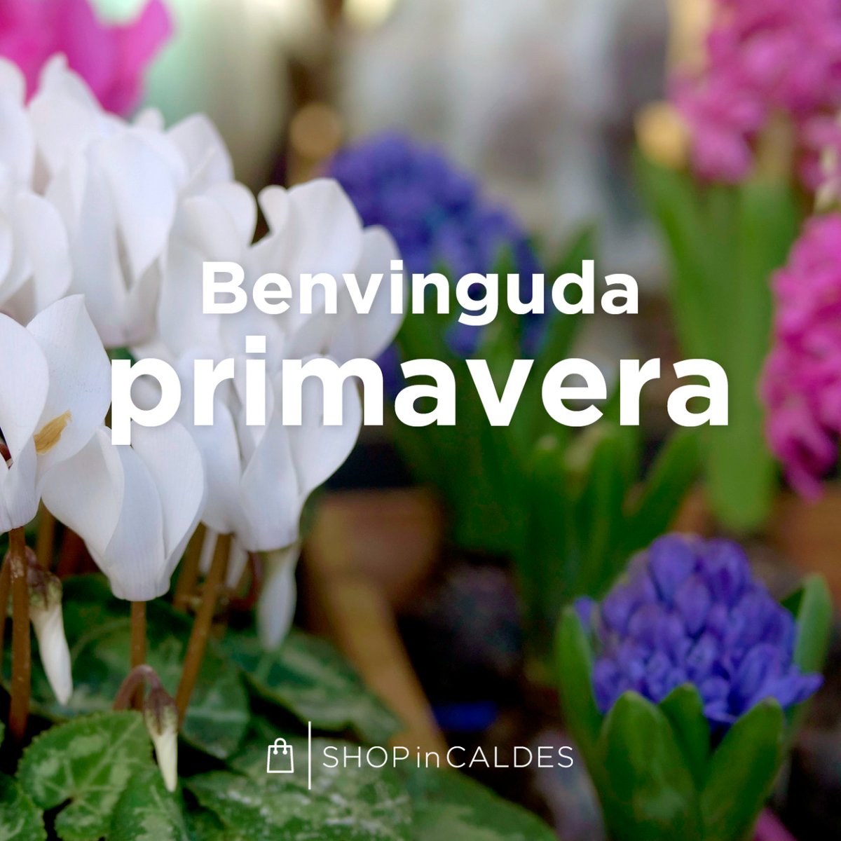 ShopinCaldes's tweet photo. 🌸Benvolguda siguis #primavera amb els teus colors brillants, aromes dolços i clima càlid. Esperàvem amb ànsies els teus dies plens de sol☀️
Com ens agrada sortir al carrer, trobar-nos amb els veïns i gaudir del bon temps!
#shopincaldes #CompraaCaldes #caldes #comerçlocal https://t.co/9DXSocgzs9