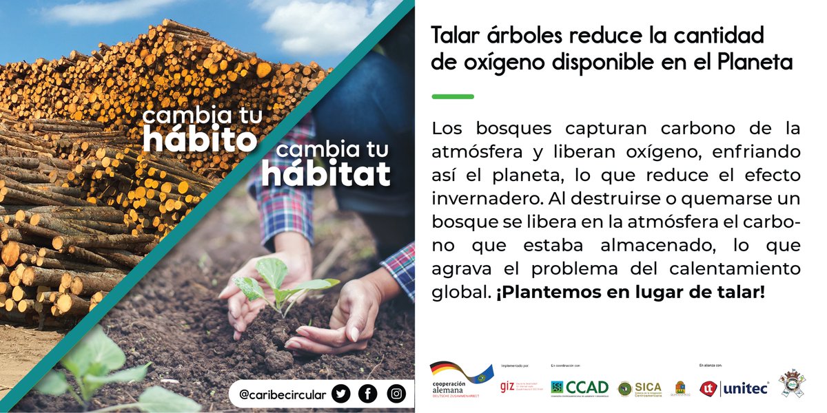 CaribeCircular's tweet photo. Hoy en #CambiatuHábito #CambiatuHabitat 

¿Sabías que los bosques capturan carbono de la atmósfera y liberan oxígeno enfiando así el planeta, lo que reduce el efecto invernadero?

¡Plantemos en lugar de talar!

#CaribeCircular #CCADSICA #GIZ
#UniónEuropea #BmzBund #SemaQRoo https://t.co/CaU9FjTgiJ