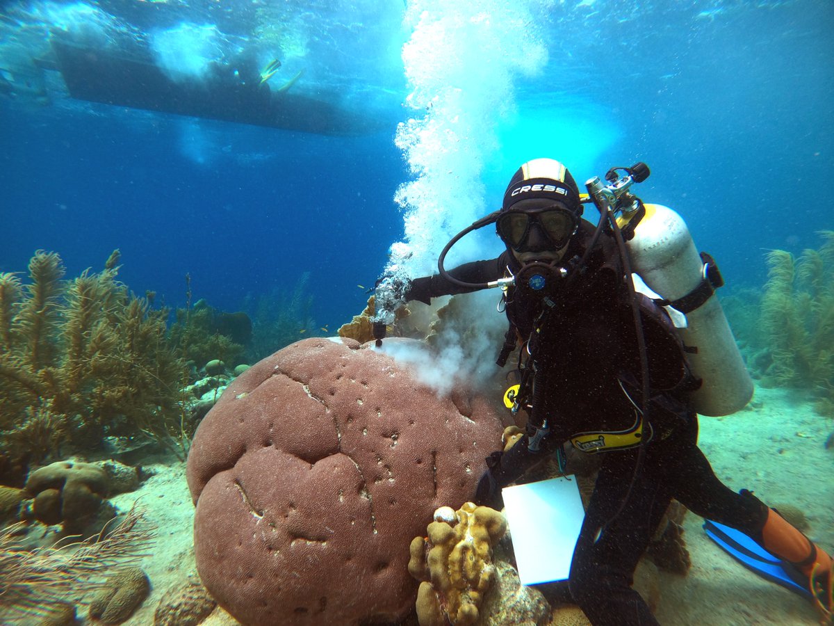 I had a great time in Bonaire collaborating with @geobio_berlin in the EU2020 project @MaCoBioS !
Sampling corals to assess long-term changes in environmental and ecological variables. Great team formed by  @juanpdolivo @cardosog95 @VergottiMarina @gh_tweets