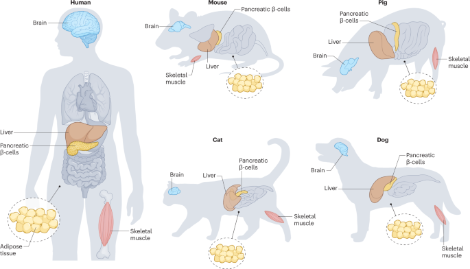 New content online: Mammalian models of diabetes mellitus, with a focus on type 2 diabetes mellitus dlvr.it/Sl9sTM