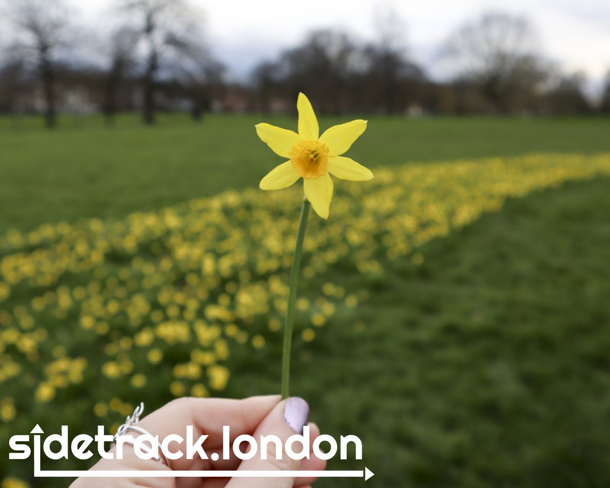 🚲#PrettyLondon: Daffodils in Brockwell Park at Herne Hill

#springinlondon #daffodil #daffodils #brockwellpark #brixton #hernehill #park #londonpark #parks #londonparks #london #southlondon #flowers #floral #flower #londonflowers #lovelondon #wanderlust #visitlondon
