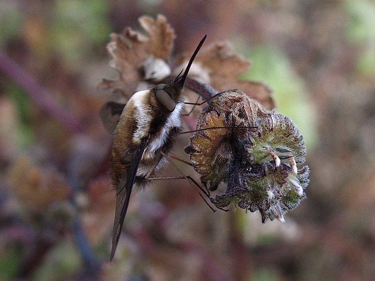 aes1500 🇺🇦 （誤同定マスター） tweet media