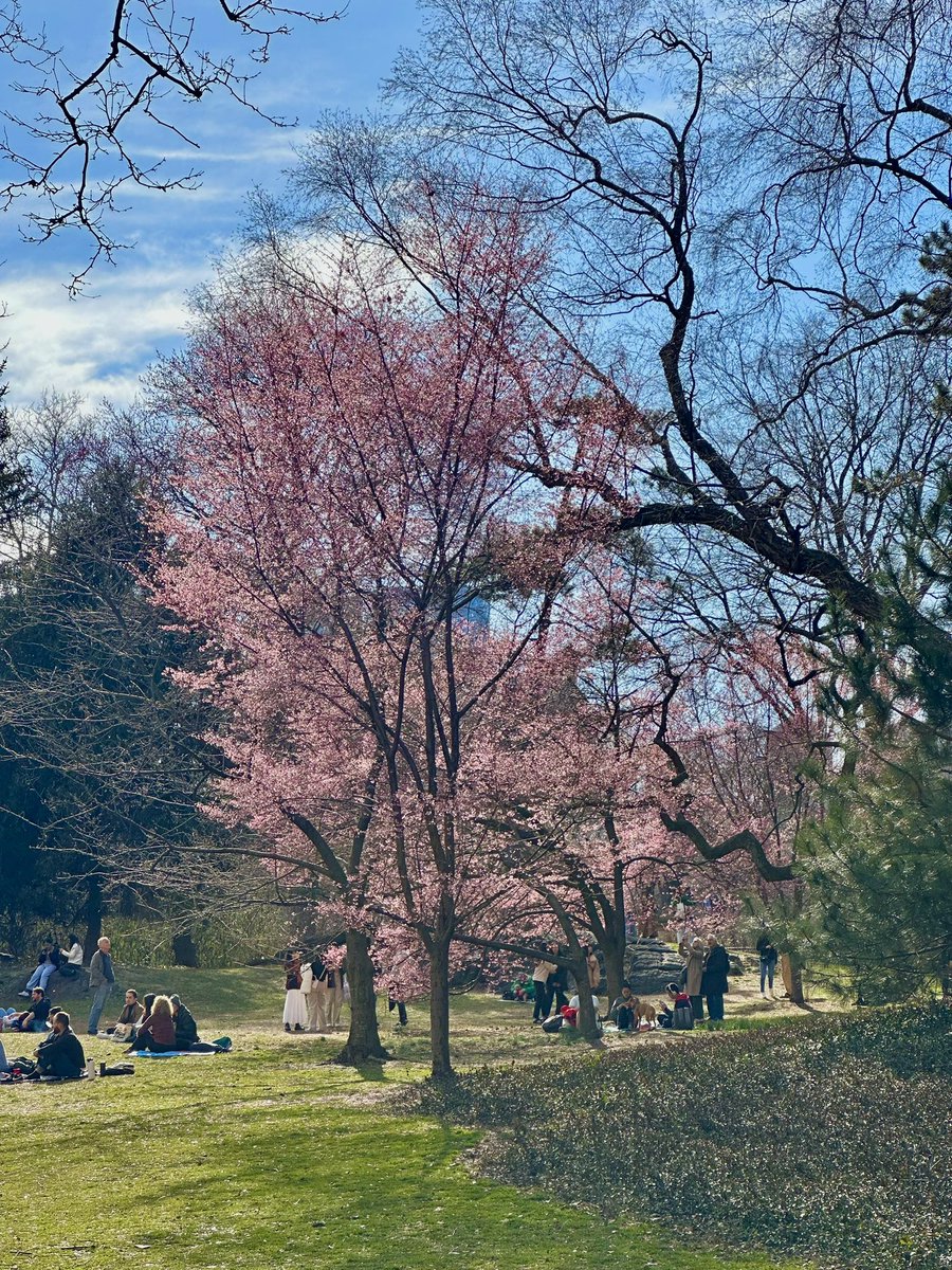 GM! Trees beginning to bloom. 🌱 Happy first day of Spring!
<a href="/grassverseNFT/">grassverseNFT 🏞</a>