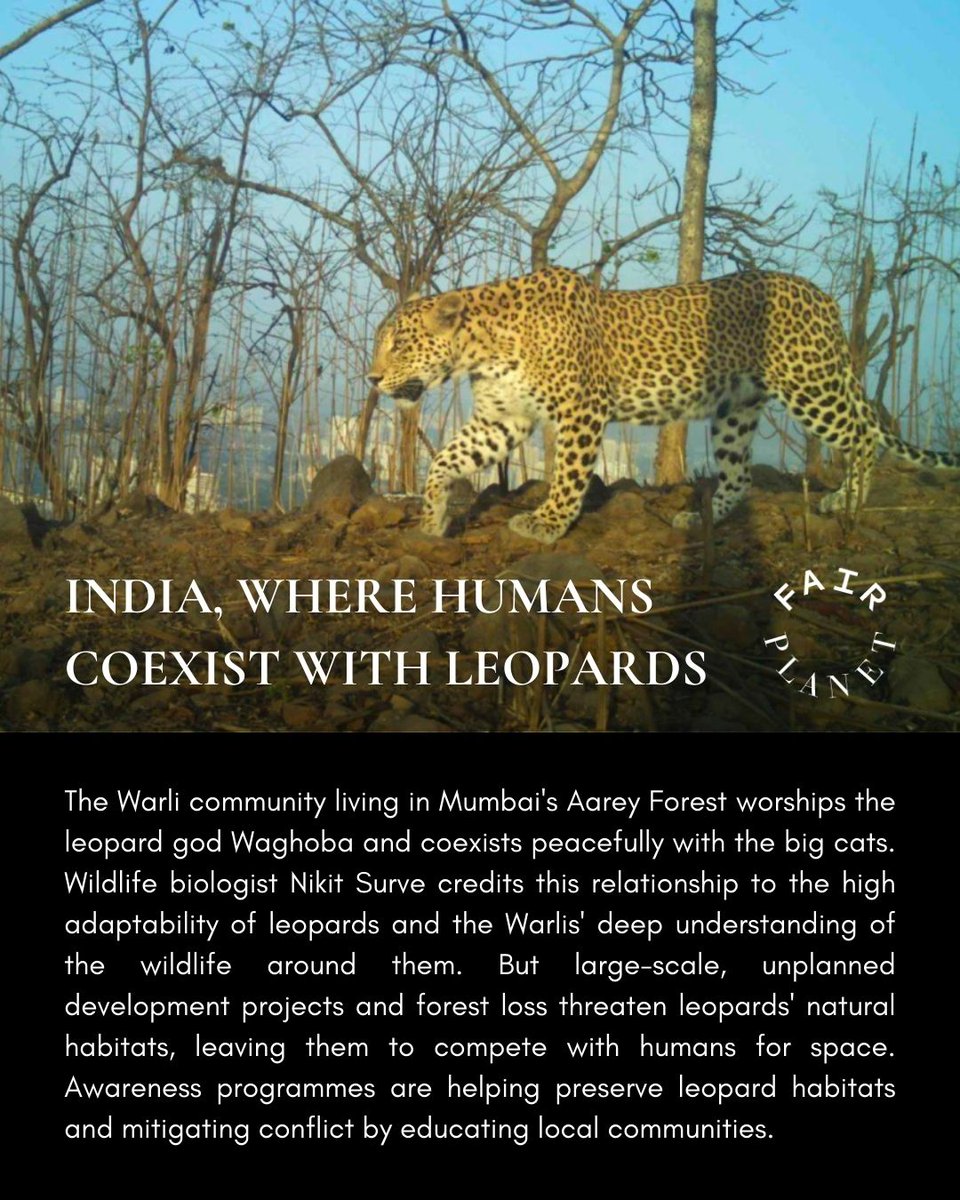 WCS-India tweet media