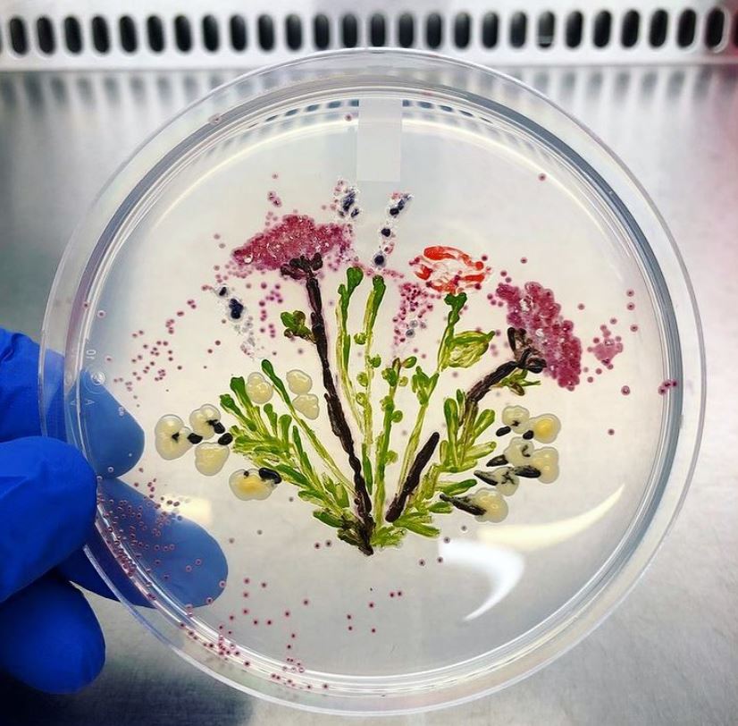 Some beautiful agar art to start your week 💐
Credit: @a.con_

#microbemonday #agar #agarart #microbiology #JAMS #JAMSUK
