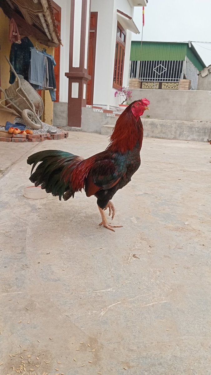 Henry_art26's tweet photo. #chicken https://t.co/kobJmE4U6J