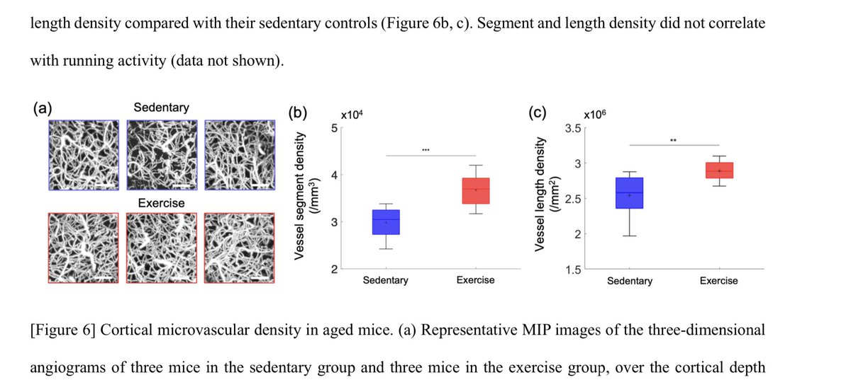 Want to keep your #brain #capillaries young? Lace up those sneakers and hit the pavement! 🏃‍♀️New <a href="/biorxivpreprint/">bioRxiv</a> shows #aerobic #exercise can reverse age-related decline in cerebral #microcirculation: biorxiv.org/content/10.110…

#brainhealth <a href="/AnnaDevor/">Anna Devor</a> <a href="/The_MCSociety/">Microcirculatory Society</a> #neurovascular