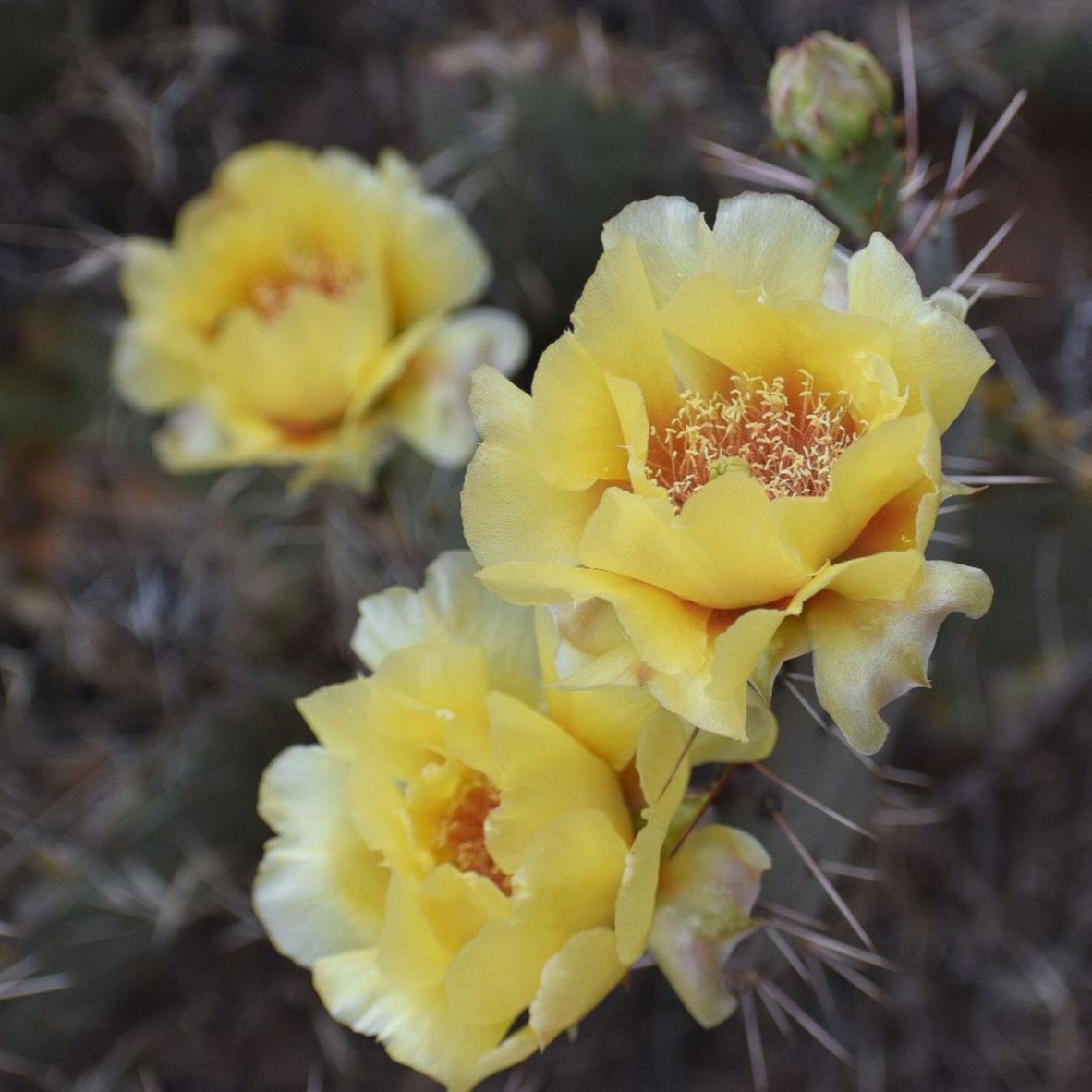 Today is the first day of spring and we couldn't be more excited. The temperatures are warming up, the birds are chirping, and lots of precipitation this winter has us dreaming of all the beautiful desert blooms that will be here soon. 

#FindYourPark #EncuentraTuParque