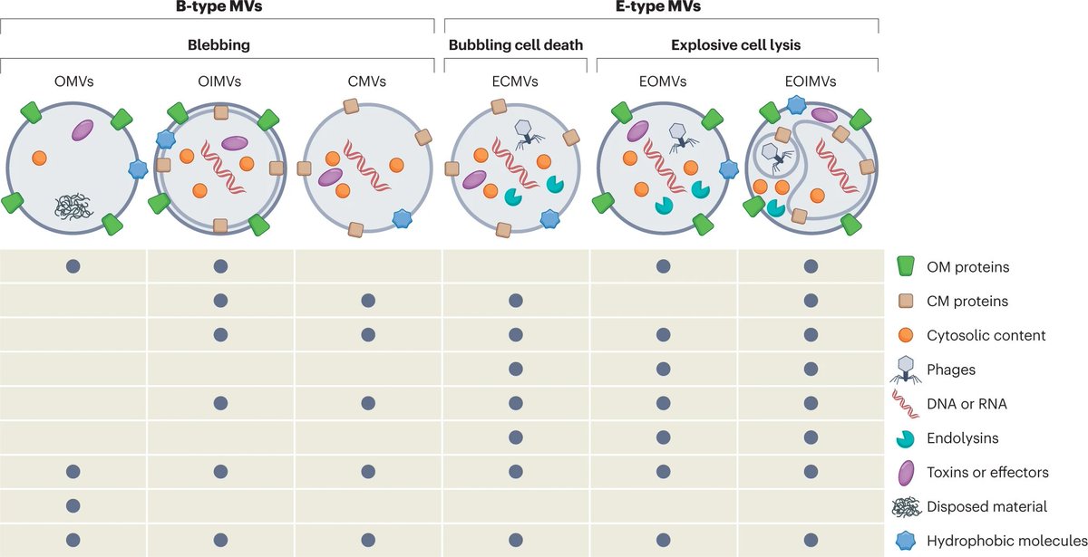 Leo Eberl (@leberl2) on Twitter photo Happy to see our review on bacterial vesicle functions out <a href="/NatureRevMicro/">Nature Reviews Microbiology</a>
Big thanks to my co-authors Masa, Stefan and Maria as well as the editorial team of Nat. Micro. Rev. Happy to see our review on bacterial vesicle functions out <a href="/NatureRevMicro/">Nature Reviews Microbiology</a>
Big thanks to my co-authors Masa, Stefan and Maria as well as the editorial team of Nat. Micro. Rev.