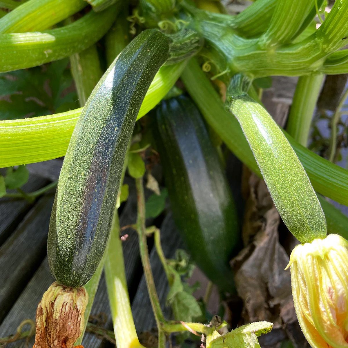 Good morning, Guelph! It’s the first day of Spring ☀️
And we need to start planning what gets planted in our garden boxes at Grange 🌱
Here are some of fruit and veggies we’ve planted in the past. 
What should we plant this year? 🍓🍅🌶️🥒

#planetbean #coffee #organic #fairtrade