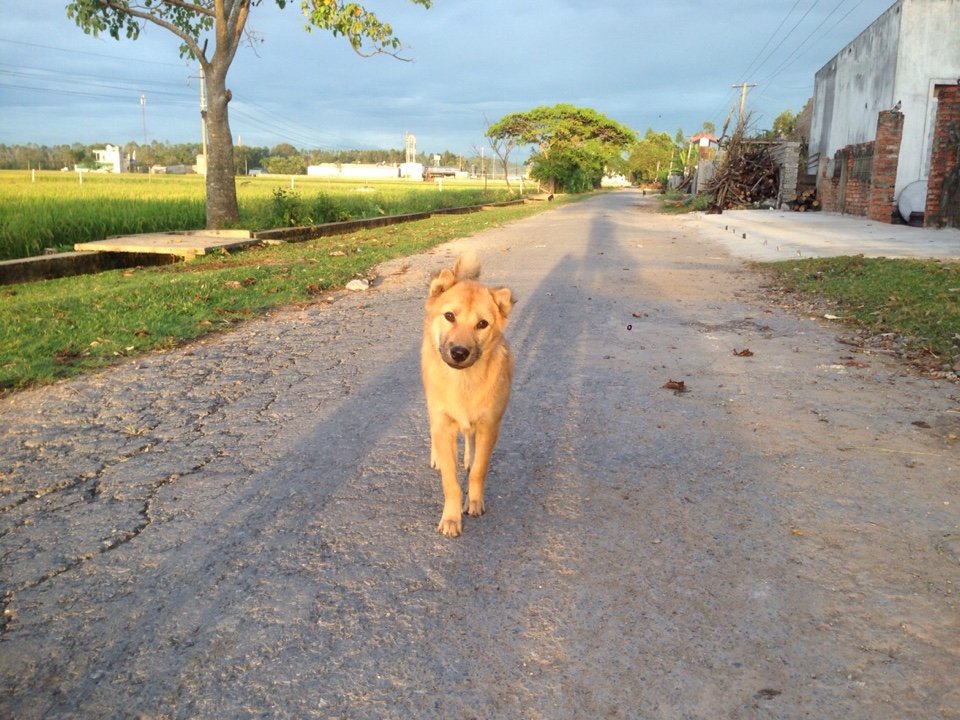 Henry_art26's tweet photo. #Dog_bae https://t.co/JTn0Wie4tH
