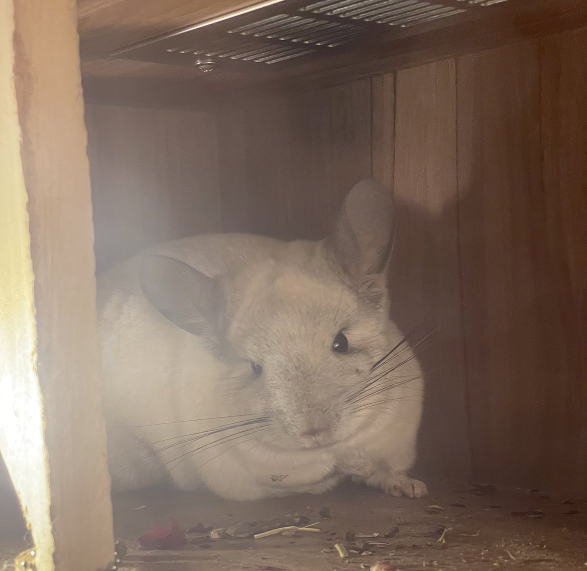 ChinchillaSoul's tweet photo. 美女
#chinchilla #チンチラ https://t.co/G8H47LKySE