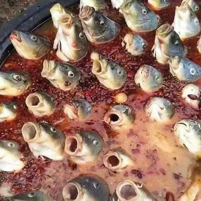 WeAreNotFood's tweet photo. Fish feels
#GoVegan for the fish!
#fish #fishfeels #vegan #veganforthem #veganfortheanimals #animals https://t.co/JPeulGE1Fs
