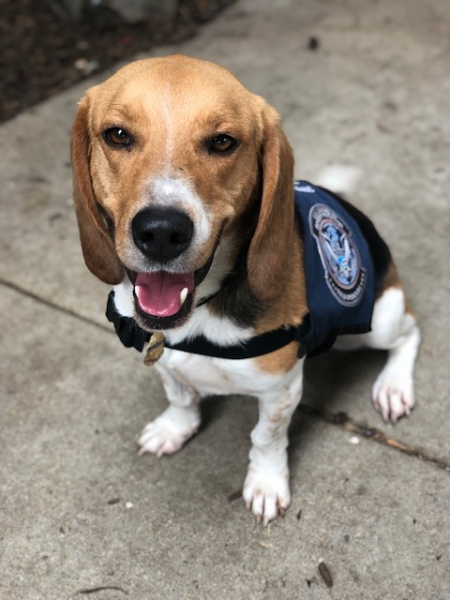 DFO_IFO's tweet photo. We want to congratulate @CBP #Preclearance Agriculture Detector K9 Wade after an outstanding 8-year career! Some of his many highlights include: intercepting an entire roasted pig at Atlanta, an arboretum in a bag at O'Hare, and a Medfly in @TorontoPearson. Enjoy retirement! https://t.co/GXIBoM85Ij