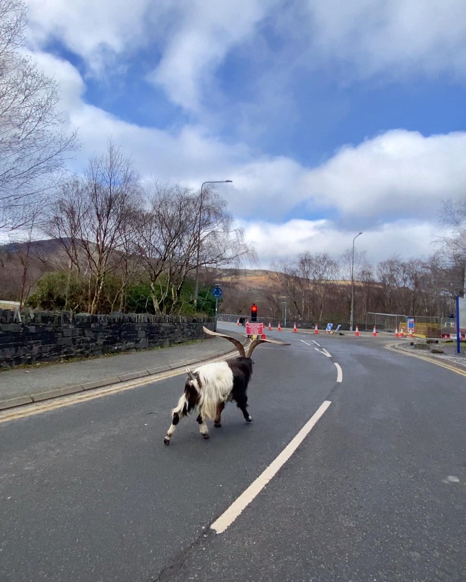 Where goats are king 👑 @visitwales @Ruth_ITV @ThePhotoHour #WexMondays #fsprint #sharemondays2023 #wales #snowdonia
