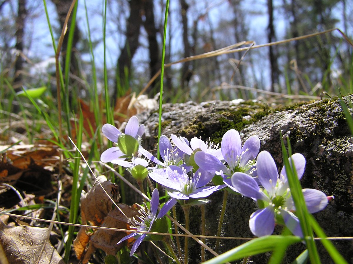 From trilliums to trout lilies, spring is all about the flowers! 🌼🌹🌻🌷🌺

Celebrate the start of the season with us with a look at five wildflowers you may spot on the forest floor: bit.ly/3tltHR2 

#SpringEquinox
