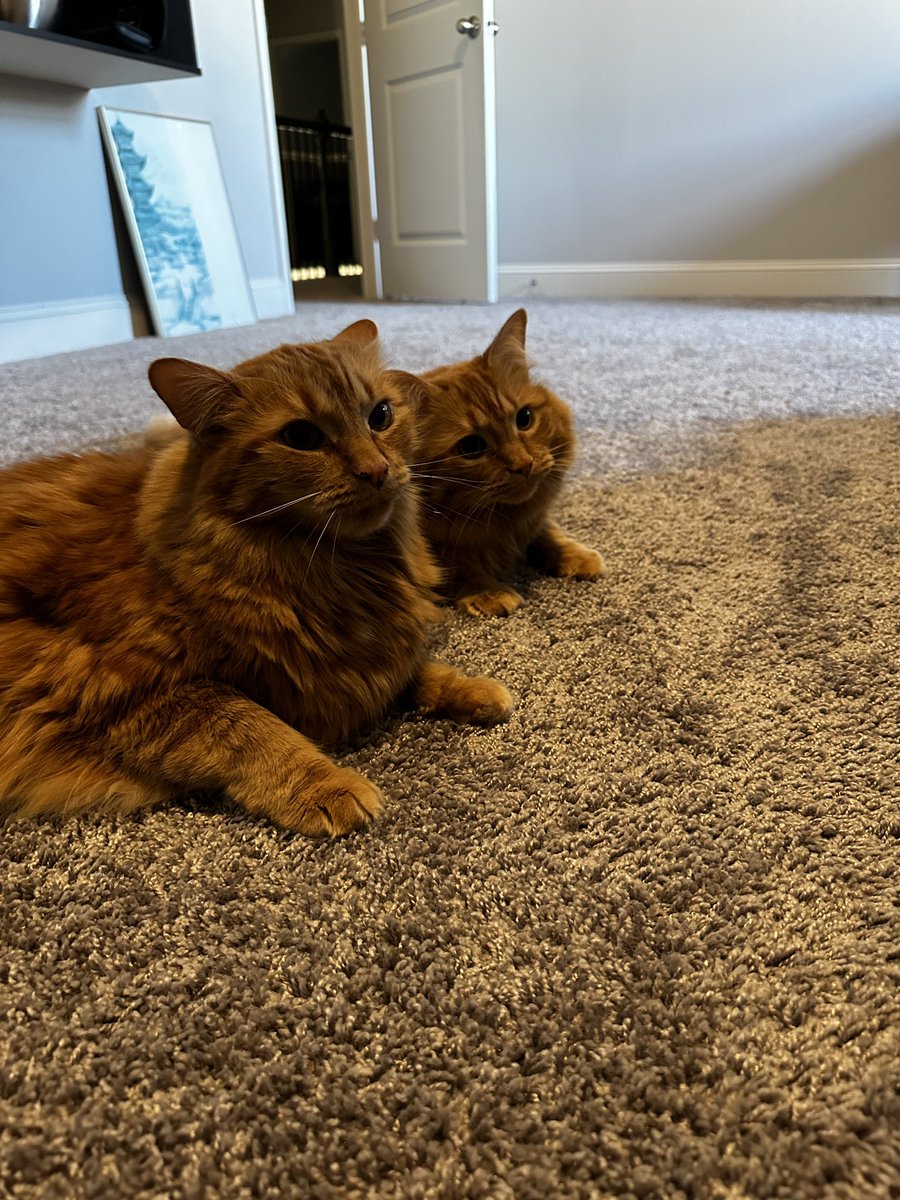 JohnstoneYT's tweet image. They said good morning say it back