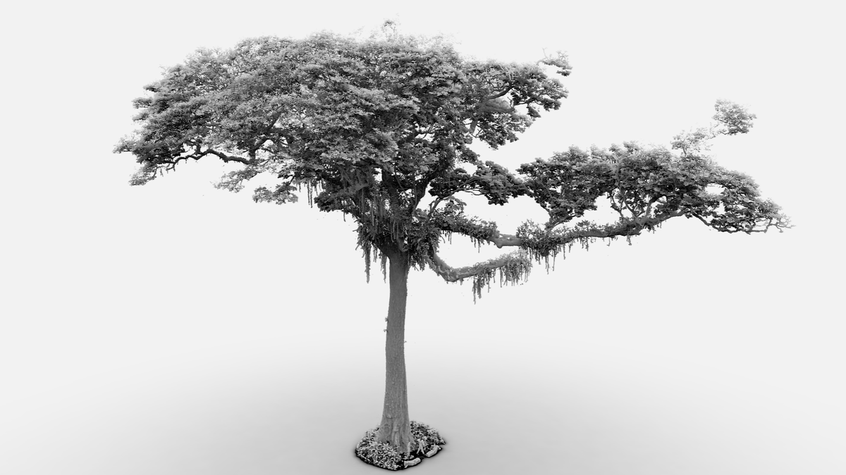 In Yangambi, we were honoured to visit the arbre d’authenticité, a place of preservation of the history of the local tropical forest. With a DBH of 3 m and a crown diameter that spans 52 m, it's one of the most impressive trees I've ever laid eyes on. 
👀skfb.ly/oEVFC