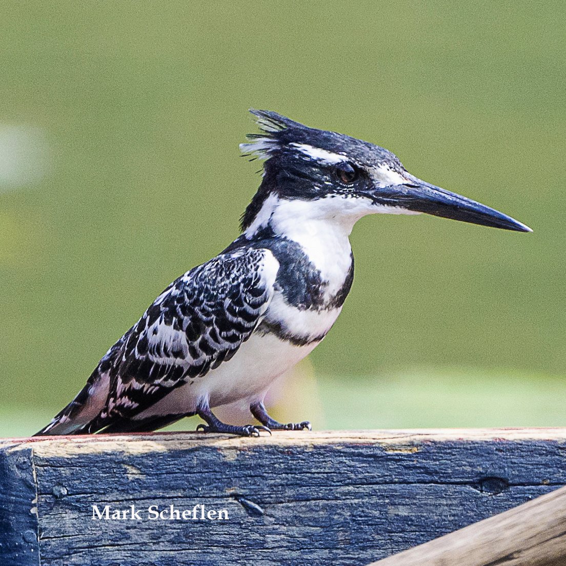 Pied Kingfisher, Lake Mutanda, SW Uganda  #birdsofafrica #birdsofeastafrica #birdsphotography @Britnatureguide  @birdnames_en @birdsoftheworld  #birdphotography #birdwatching #NaturePhotography #kingfishers #TwitterNatureCommunity #TwitterNaturePhotography #BirdsOfTwitter