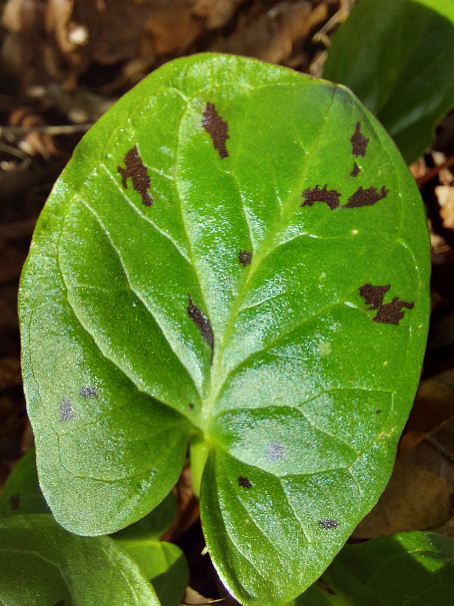 GBClarkson's tweet photo. Ooooh, lords-and-ladies are a-coming  
#Spring #CuckooPint https://t.co/Bhc7RqjVay