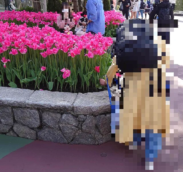 全ては映える写真を撮るため？TDLで花壇の花を引き抜く女性。