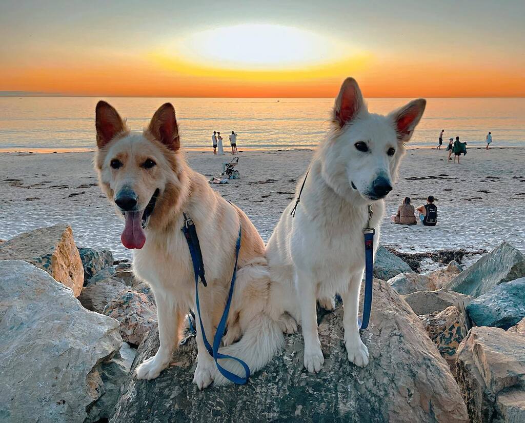 #glenelg #whiteshepherd #weekendvibes #beach #sunset #whiteswissshepherd #whitegermanshepherd #lovemydogs #dogsfriendly #dogsdoingthings #dogslife #dogsofaustralia #dogsthings #cutedogs #beautifuldogs #gsdlovers