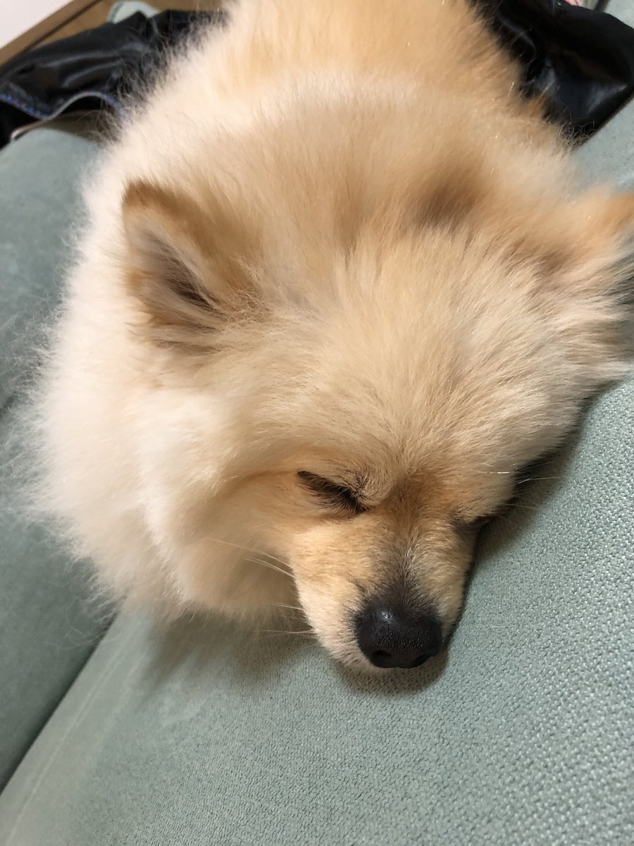 kai_pome's tweet photo. お久しぶりです🐶
本日も眠りのカイ😴 https://t.co/faS06MeYtO