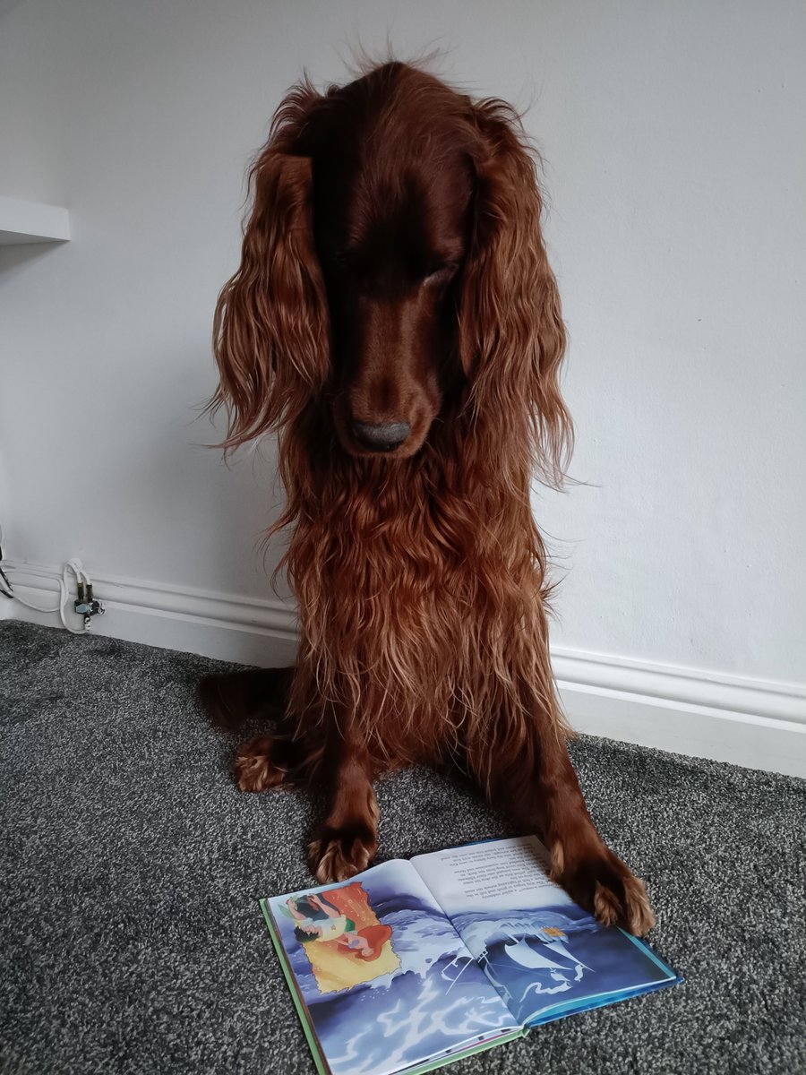 We have some new #royalreaders! Emma and Lilly's pets Rory, Night and Chester spent some of their weekend enjoying good books! Plenty of time for you to get some holiday reading material. Mrs McPhee is in school Monday, Wednesday and Thursday this week. @IrvineRoyalAcad