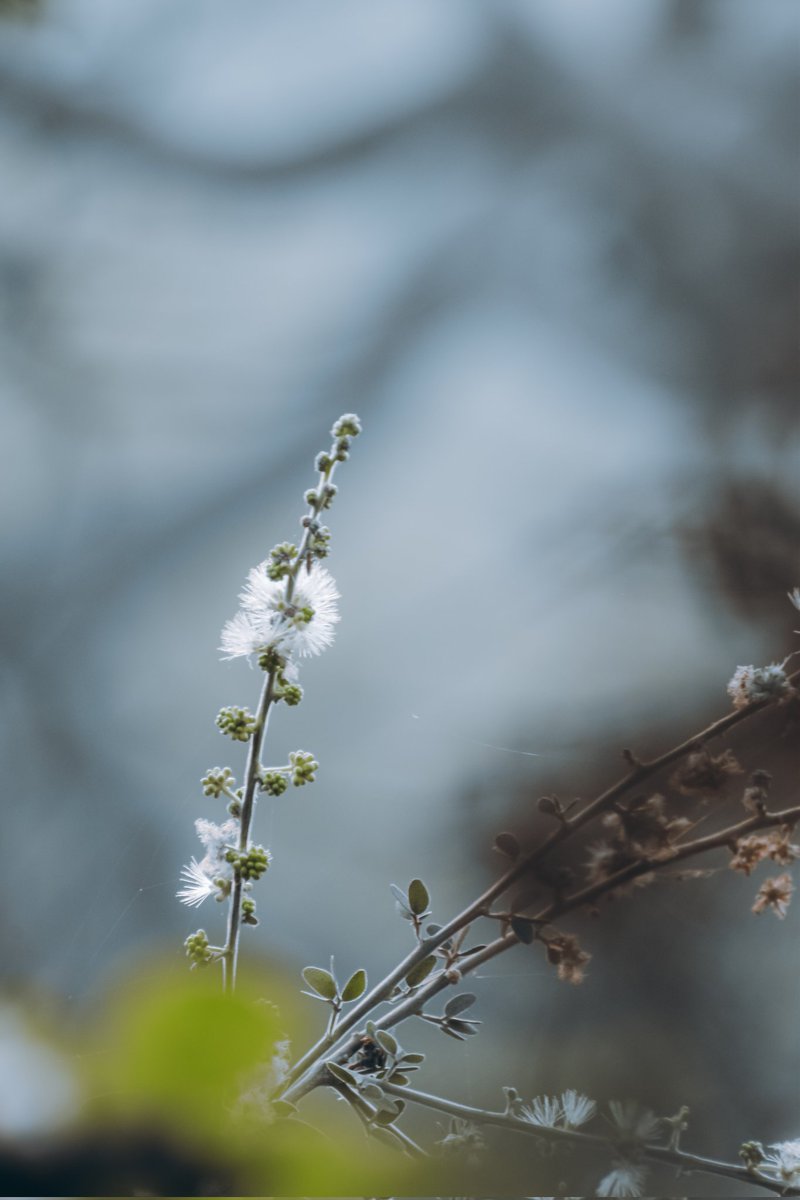 Deasprado's tweet photo. There’s nothing better than feeling small in nature. It's the best way to instill a fresh sense of awe 🌱🌿 #wildlifephotography #wildlife #NaturePhotography #photography #nature #LeafsForever #Leaf #TwitterNatureCommunity @NatGeoIndia @natgeowild @NatGeoTravel @earth @BBCEarth https://t.co/hPQcAnYXPE