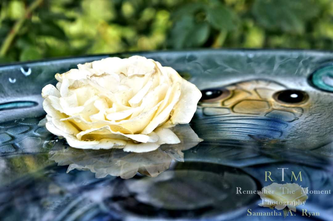 RememberTheMoment📸 tweet media