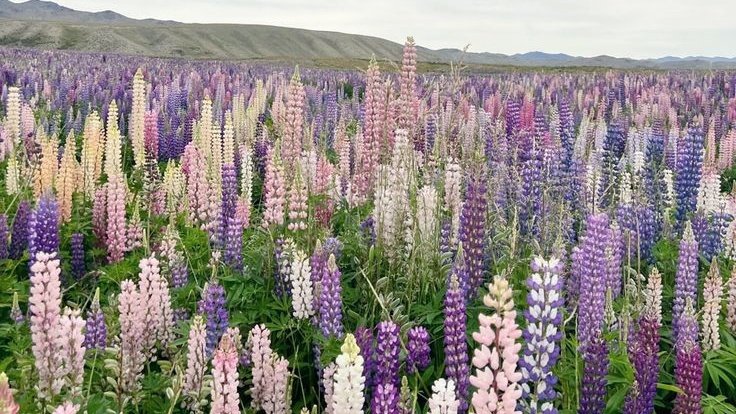 Welcome spring, we missed you 🌸🪻