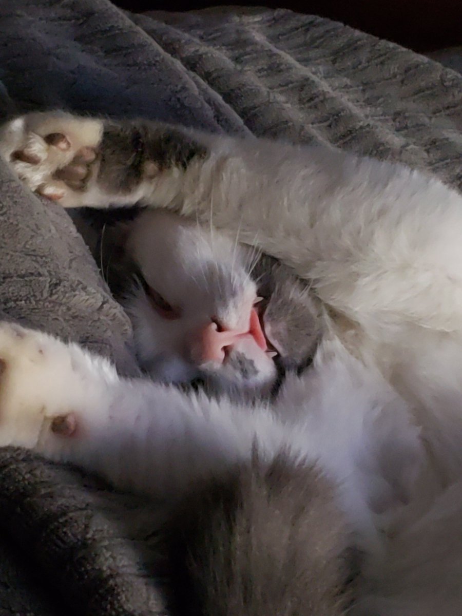 Ziggy didn't want to get up this morning either.